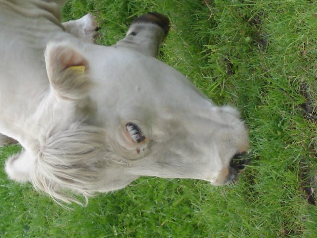 HWK 2009 136.jpg